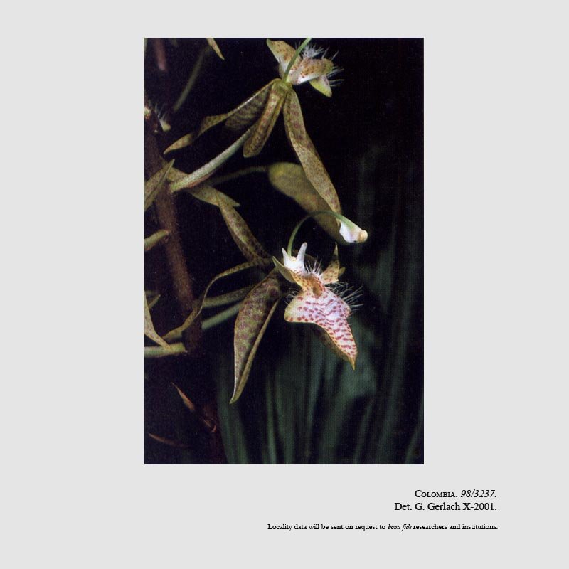 Polycycnis escobariana